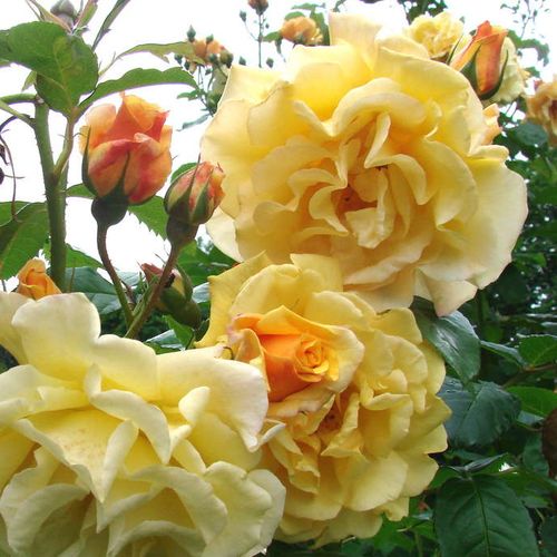 Gärtnerei - Rosa Postillion ® - gelb - park und strauchrosen - diskret duftend - W. Kordes & Sons - -